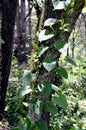 Air potato climbing plant Royalty Free Stock Photo