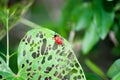 Air Potato Leaf Beetle Royalty Free Stock Photo