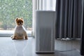 Air purifier system cleaning dust pm 2.5 pollution in living room with cute dog