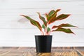 Air purifying plants in black pots And white wooden background wall