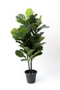 Fiddle Fig,Ficus Lyrata isolated on black pot without shadow on white background