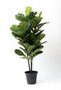 Fiddle Fig,Ficus Lyrata isolated on black pot without shadow on white background