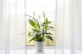 Air puryfing house plants in home concept.