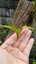 Air root orchid on hand in garden