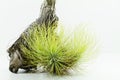 Air root plant, Tillandsia Andreana. on white background
