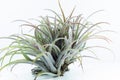 Air root plant, Tillandsia Capitata, on white background