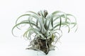 Air root plant, Tillandsia Chiapensis, on white background