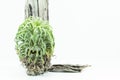Air root plant, Tillandsia Ionantha, on white background