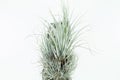 Air root plant, Tillandsia Karwinskiana, on white background