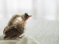 Air Sac Rupture in birds, baby Red-whiskered bulbul injury after attack by cat