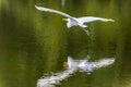 Airborne American Egret