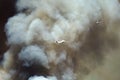 Aircraft Flying Through the Dense White Smoke Rising from the Raging Wildfire