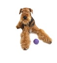 Airedale Royalty Free Stock Photo