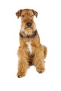 Airedale Royalty Free Stock Photo