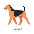 Airedale, Bingley or Waterside Terrier. Beautiful dog of hunting breed with wiry coat, side view. Adorable purebred pet Royalty Free Stock Photo