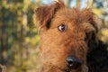 Airedale - Cute Facial Expression