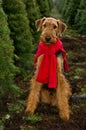Airedale dog Christmas trees