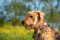 An Airedale dog in sharp focus with a field of yellow flowers in soft focus behind.