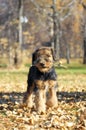 Airedale puppy Close-up