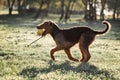 Airedale runs and jumps Royalty Free Stock Photo