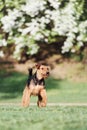 Airedale runs and jumps Royalty Free Stock Photo
