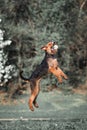 Airedale runs and jumps Royalty Free Stock Photo