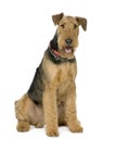 Airedale Terrier (1 year)