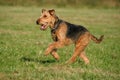 Airedale terrier Royalty Free Stock Photo