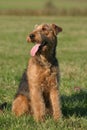 Airedale terrier