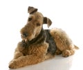 Airedale terrier Royalty Free Stock Photo