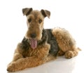 Airedale terrier Royalty Free Stock Photo