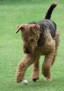 Airedale Terrier