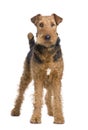 Airedale Terrier (2 years) Royalty Free Stock Photo