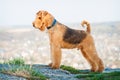 Airedale terrier Royalty Free Stock Photo