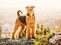 Airedale terrier Royalty Free Stock Photo