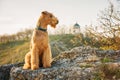 Airedale terrier Royalty Free Stock Photo