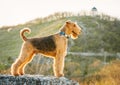 Airedale terrier Royalty Free Stock Photo