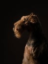 Airedale Terrier on a black background. pet profile portrait in studio light Royalty Free Stock Photo