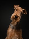 Airedale Terrier on a black background. pet profile portrait in studio light Royalty Free Stock Photo