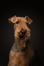 Airedale Terrier on a black background. pet profile portrait in studio light Royalty Free Stock Photo