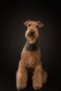 Airedale Terrier on a black background. pet profile portrait in studio light Royalty Free Stock Photo