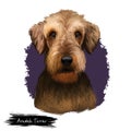 Airedale Terrier breed digital art illustration isolated on white background. Cute domestic purebred animal. Bingley and Waterside