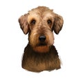 Airedale Terrier breed digital art illustration isolated on white background. Cute domestic purebred animal. Bingley and Waterside