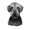 Airedale Terrier breed digital art illustration isolated on white black and white. Cute domestic purebred animal. Bingley and Royalty Free Stock Photo