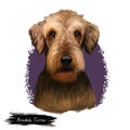 Airedale Terrier breed digital art illustration isolated on white. Cute domestic purebred animal. Bingley and Waterside