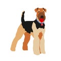 Airedale terrier can be used as a working dog and also as a hunting dog.