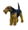 Airedale Terrier dog. Airedale Terrier isolated on white backgr Royalty Free Stock Photo