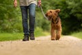 Airedale Terrier. Dog handler is walking with his obedient dog on the road in a forest Royalty Free Stock Photo