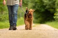 Airedale Terrier. Dog handler is walking with his obedient dog on the road in a forest Royalty Free Stock Photo