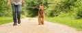 Airedale Terrier. Dog handler is walking with his obedient dog on the road in a forest Royalty Free Stock Photo